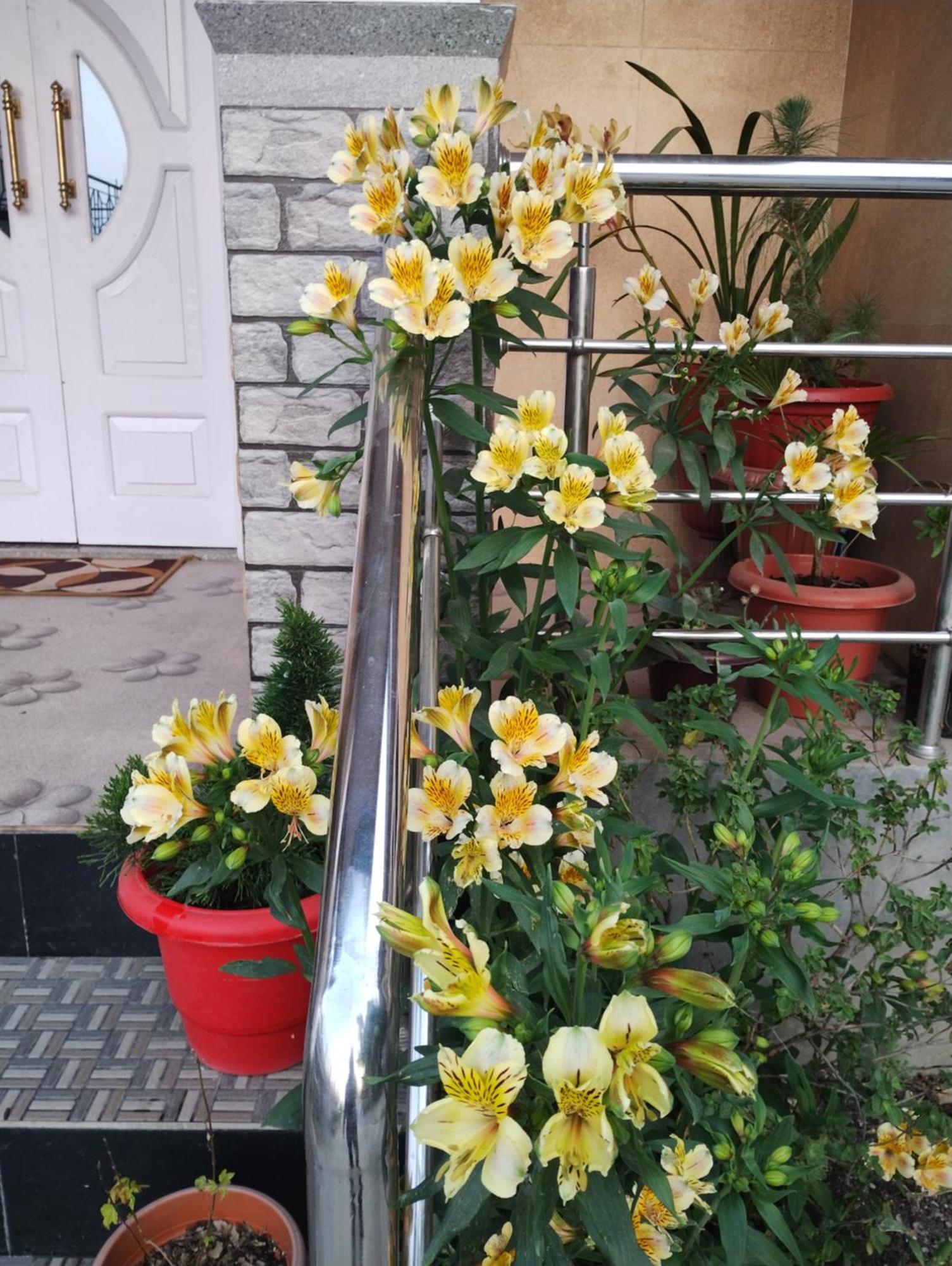 Tranquil Retreat Homestay Ghum Экстерьер фото
